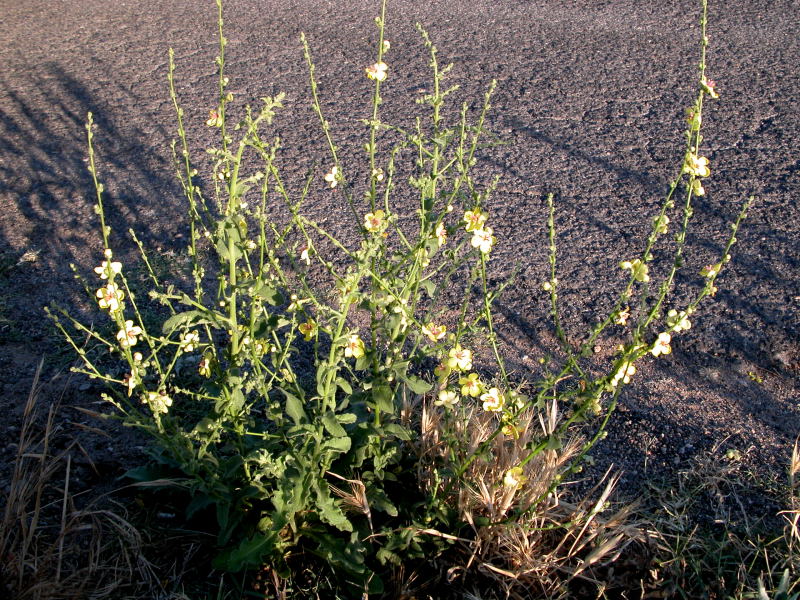 Verbascum sinuatum / Verbasco sinuoso